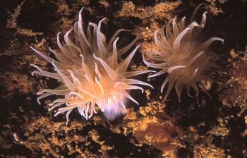 Anemones (Actinothoe sphyrodeta), taken in Baleal, Portug... by Joao Pedrto Tojal Loia Soares Silva 